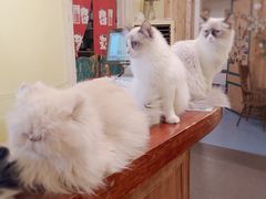 -猫色咖啡·猫咖