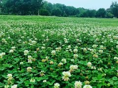 景点-艾溪湖湿地公园