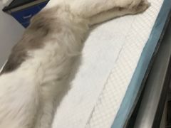 -灵美宠物诊所