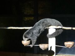 -清迈夜间动物园