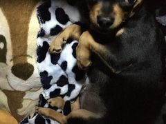 -全心全意连锁动物医院·微创中心·内科急重症·心脏专科(丰管路店)