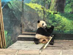 -中国大熊猫保护研究中心雅安碧峰峡基地