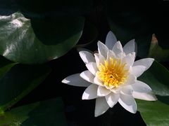 景点白色睡莲特写-前关湿地公园