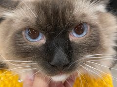 -熊小胖宠物生活馆(天华园店)