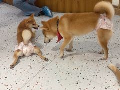 -逗柴咖啡屋·狗咖猫咖宠物桌游