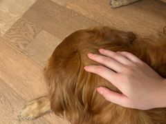 -怀德酒楼·粤菜·海鲜·茶点(宝安国际机场店)