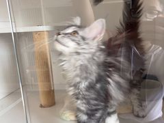 -Bastet sally猫舍购宠(静安店)