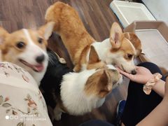 -柯斗斗主题餐厅·狗咖·围炉煮茶·茶饮(国瑞升平里店)