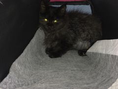 -纳吉亚猫专科动物诊疗中心(蒋宅口分院)