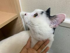 -谐和益家动物医院·免疫绝育·血液透析·宠保定点医院(高新伊藤分院)