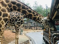 -清迈夜间动物园