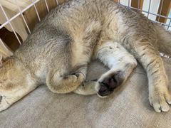 -柴迷FANS CLUB·柴犬狗咖·猫咖
