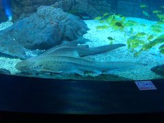 -烟台海昌鲸鲨海洋公园