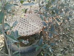 -武汉紫薇都市田园