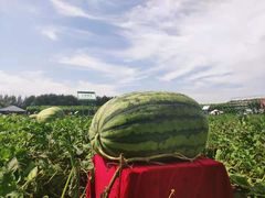 -长春农博园