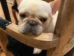 -more than meow吴止猫主题餐厅(承德 中船汇店)