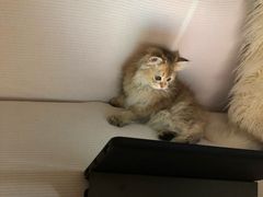 -猫大福·Fortune Cat猫舍(百子湾店)