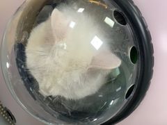 -瑞派·关忠动物医院·猫专科·犬专科(三环新城店)