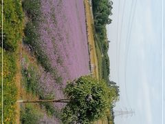 -紫颐香薰山谷景区