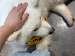 -more than meow吴止猫主题餐厅(承德 中船汇店)