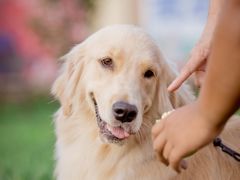 -趣玩宠物乐园寄养训犬训狗游泳池