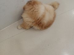 -共舞时光猫咖·狗咖(新街口店)