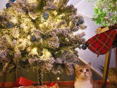 -咖法森林·咖啡  酒吧(天河店)