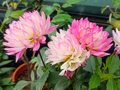 -红房子西菜馆(淮海中路店)