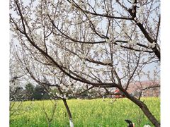 -国际非物质文化遗产博览园