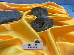-诸城市恐龙博物馆