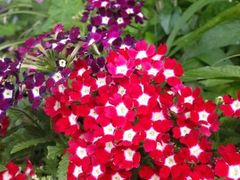 android_upload_pic-厦门悦华酒店