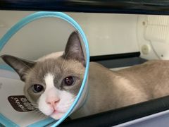 -美联众合动物医院(·中兽医·疑难杂症·严家桥分院)