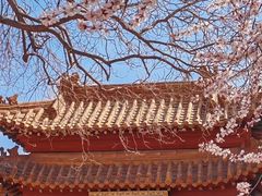 -桃花堤公园