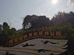 -西双版纳原始森林公园