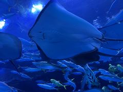 -成都浩海立方海洋公园