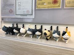 -凯特喵百思猫专科医院