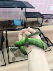 -Moni星球萌宠·小马宝莉·灵蛇·高端高阶全萌宠互动体验俱乐部(红豆国际广场店)