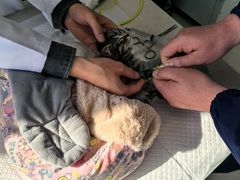 -利又安动物医院··老年病·猫科犬科·中兽医