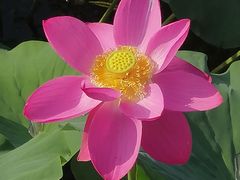 -羊亭河湿地公园