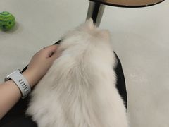 -共舞时光猫咖·狗咖(新街口店)