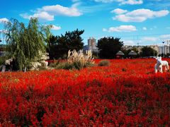 -羊亭河湿地公园