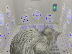 -爱洗澡的猫(望京店)