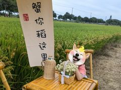 -莲花岛景区