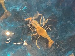 -钳真多钓虾馆·小龙虾海鲜烧烤(九六广场店)