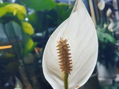 -宝鸡东道花鸟鱼虫市场(吉利花园商场店)