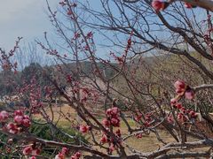 -鬼笑石后山停车场