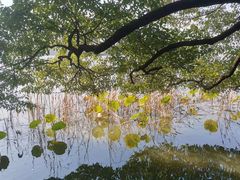 -东湖落雁景区