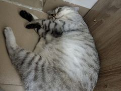 -瑞鹏宠物医院·夜间急症·心超·猫科(祖庙分店)