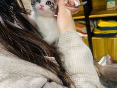 -欣宠猫屋·矮脚拿破仑·蓝金金渐层