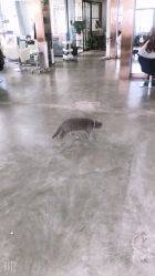 -蚂蚁造型沙龙